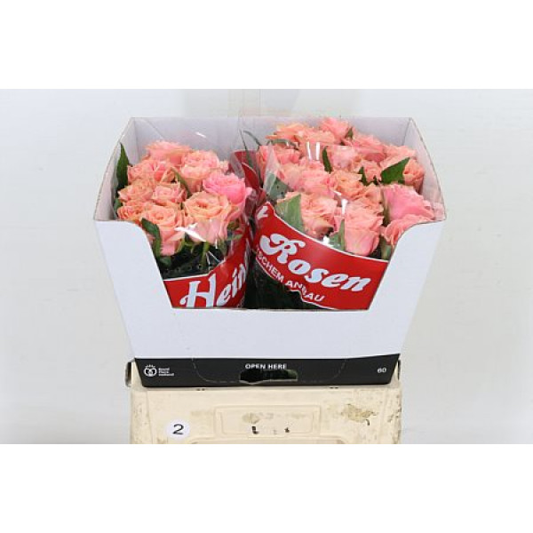 Rose Gr Garden Country Romance 60cm A1