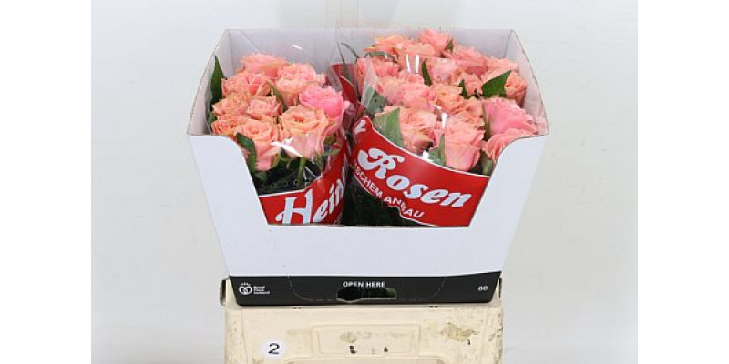 Rose Gr Garden Country Romance 60cm A1