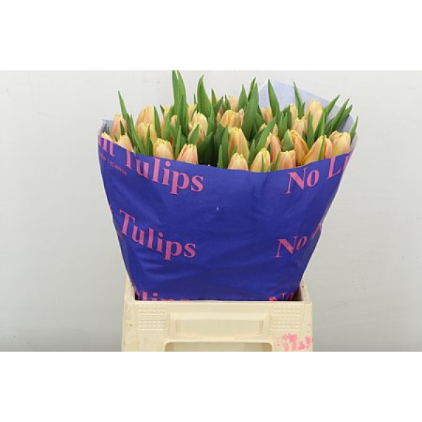 Tulips En Chica Dura 45cm A1