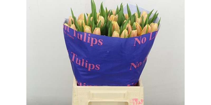 Tulips En Chica Dura 45cm A1