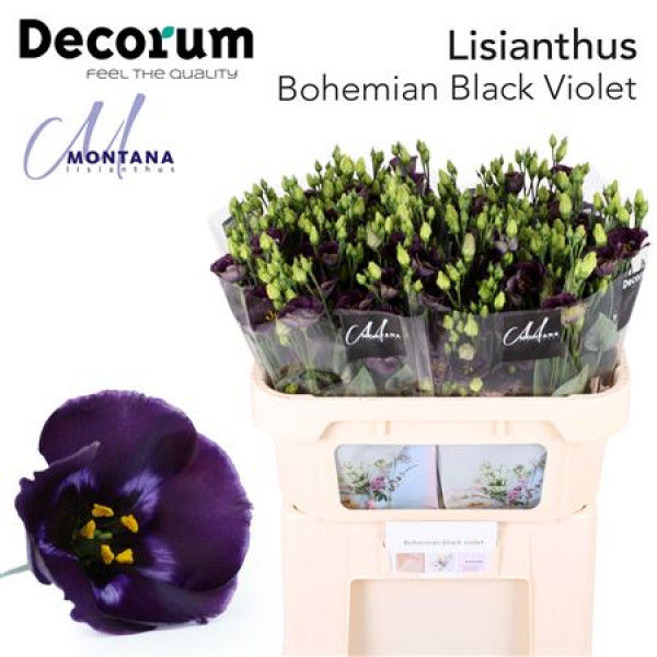 Lisianthus E Bohemi Blk Vio 75cm A1