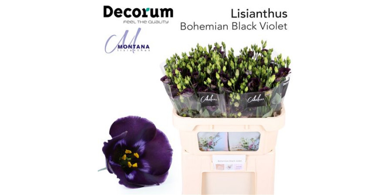 Lisianthus E Bohemi Blk Vio 75cm A1