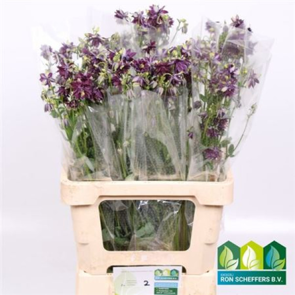 Aquilegia Blue Cloud 65 cm A1