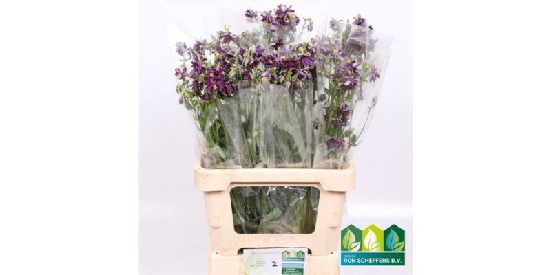 Aquilegia Blue Cloud 65 cm A1