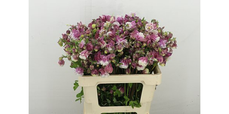 Aquil Pink Cloud 55 cm  A1