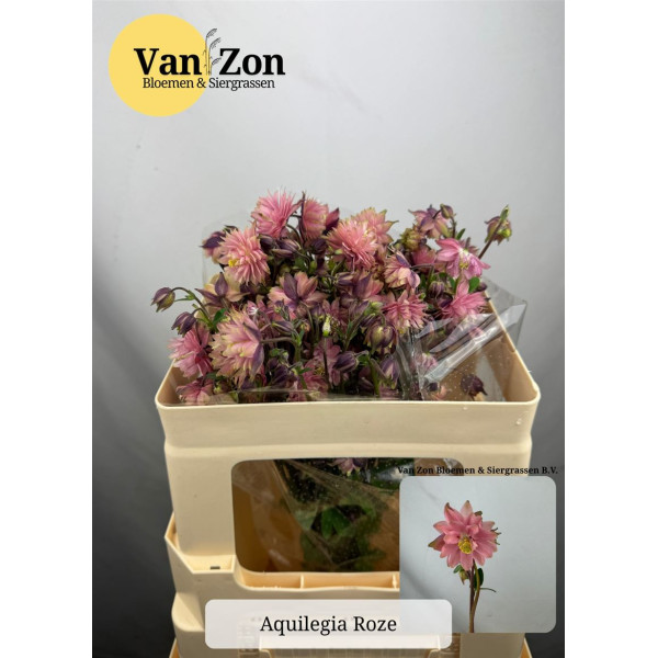 Aquilegia Pink Lady 50 cm A1
