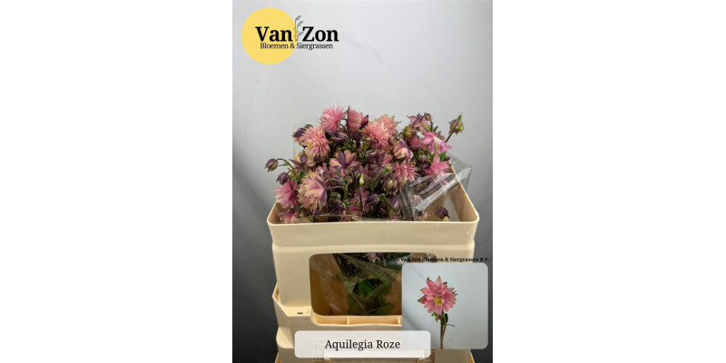 Aquilegia Pink Lady 50 cm A1