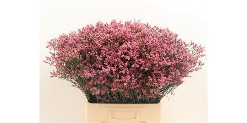 Limonium Sin Sen Pin Beau 70cm A1