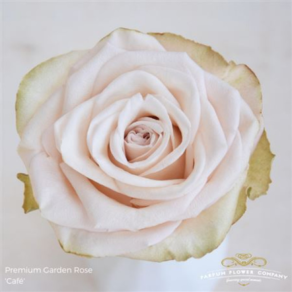 Rose Gr Garden Cafe 60cm A1