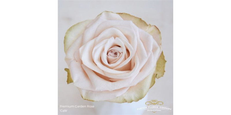 Rose Gr Garden Cafe 60cm A1