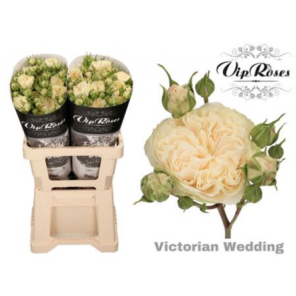 Rose Tr Vip Victor Wedding+ 50cm A1