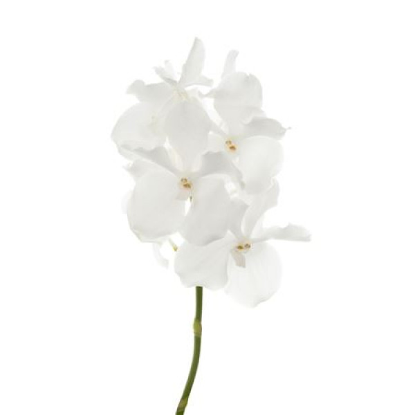 Orchid Vanda Kanchana Ansu No.1 0cm A1 Col-White