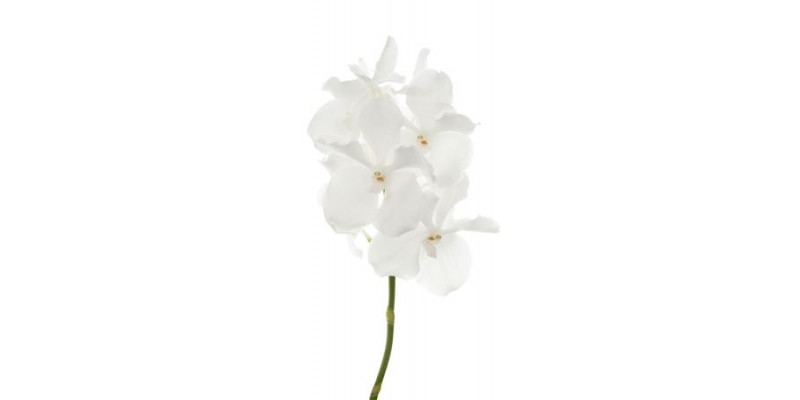 Orchid Vanda Kanchana Ansu No.1 0cm A1 Col-White