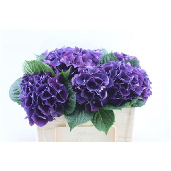 Hydrangea M Royal King 50cm 50cm A1