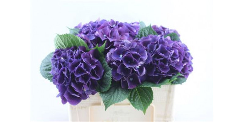 Hydrangea M Royal King 50cm 50cm A1