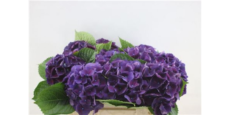 Hydrangea M Royal King 50cm 50cm A1