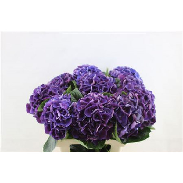 Hydrangea M Royal King 60cm 60cm A1