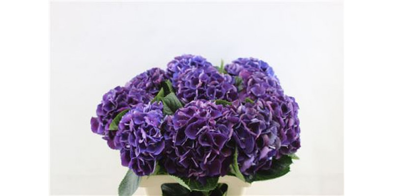 Hydrangea M Royal King 60cm 60cm A1