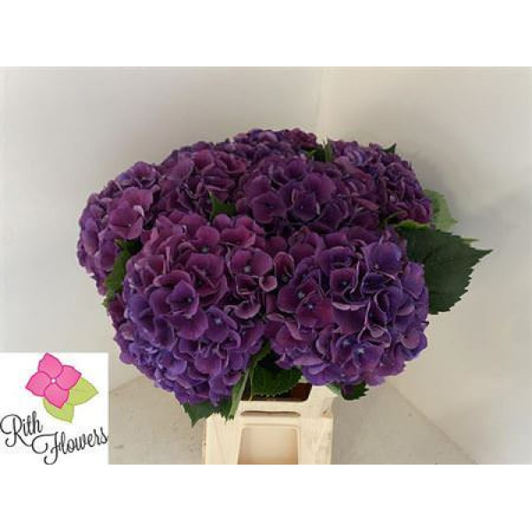 Hydrangea M Royal King 80-22 80cm A1