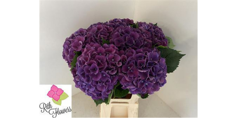 Hydrangea M Royal King 80-22 80cm A1