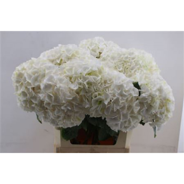 Hydrangea M Allure 80cm 90cm A1