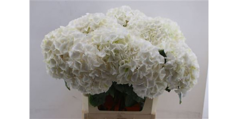 Hydrangea M Allure 80cm 90cm A1