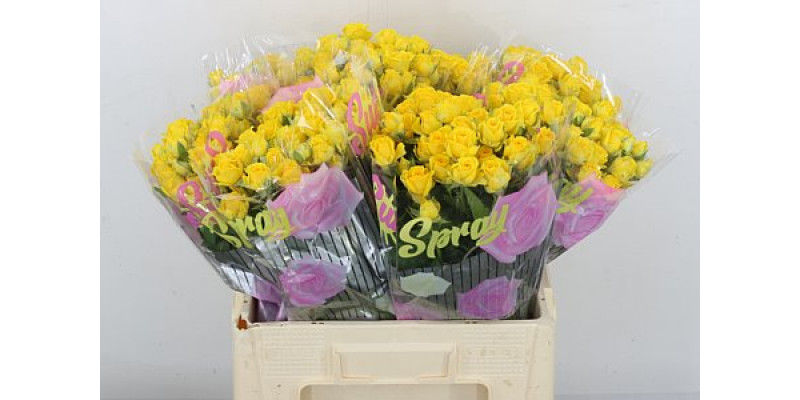 Rose Tr Tarantella 60cm A1 Col-Yellow