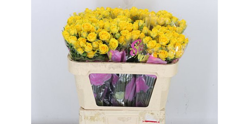 Rose Tr Tarantella 70cm A1 Col-Yellow