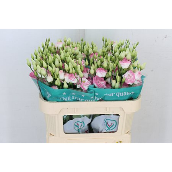 Lisianthus G Croma Brid Kis  Col-White Pink