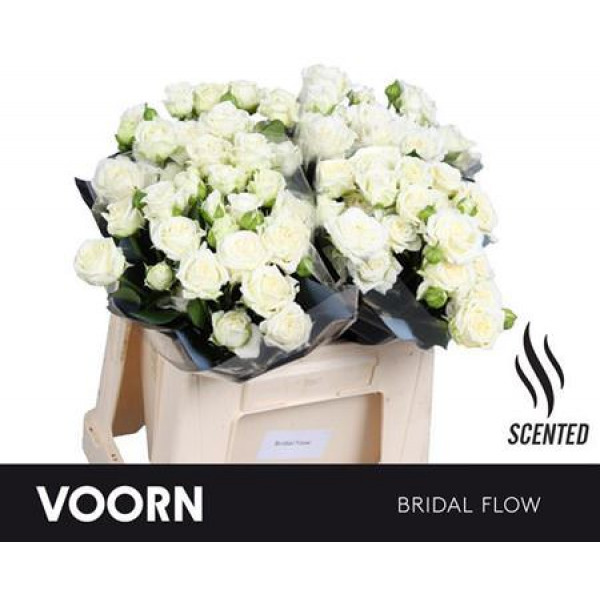 Rose Tr Bridal Flow 50cm A1