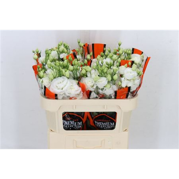 Lisianthus G Alissa Pure White 72cm A1 Col-White