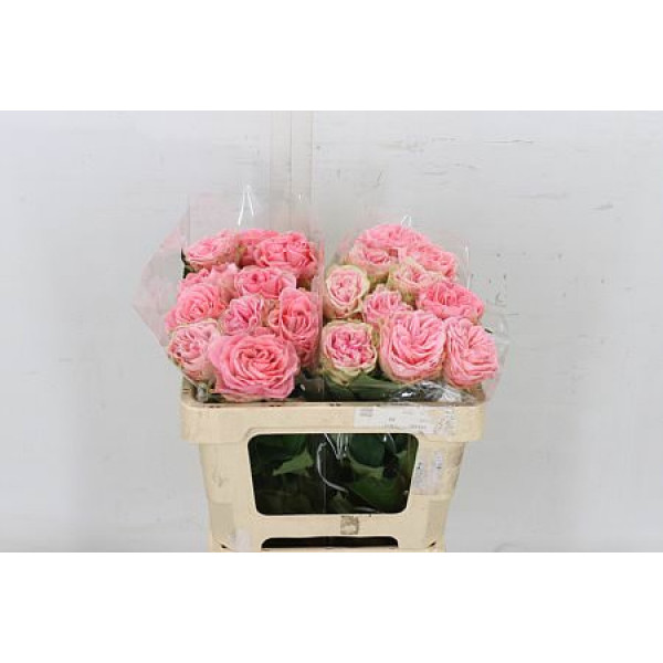 Rose Gr Garden Pearl Drift 60cm A1