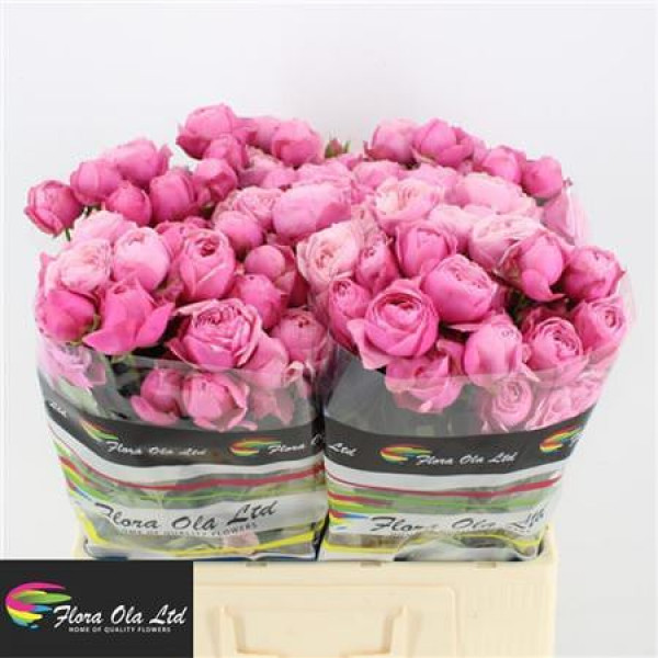 Rose Tr Silva PinkPlus 60cm A1