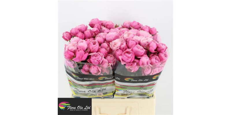 Rose Tr Silva PinkPlus 60cm A1