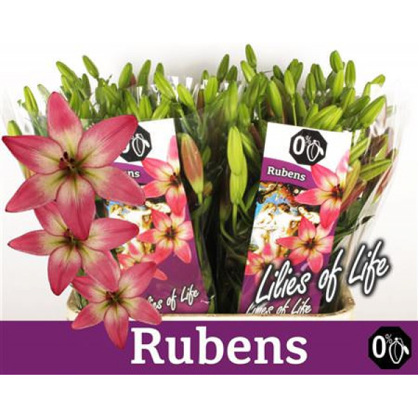 Lillys La Rubens 3 Kop 85cm A1