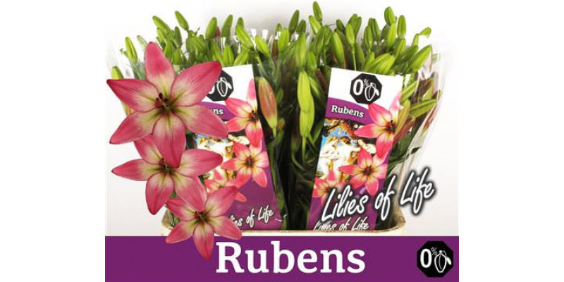 Lillys La Rubens 3 Kop 85cm A1