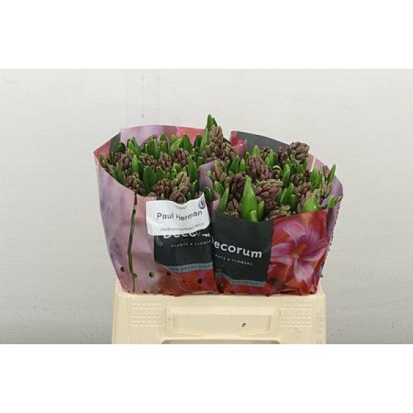 Hyacynthus Paul Hermann 30 cm A1