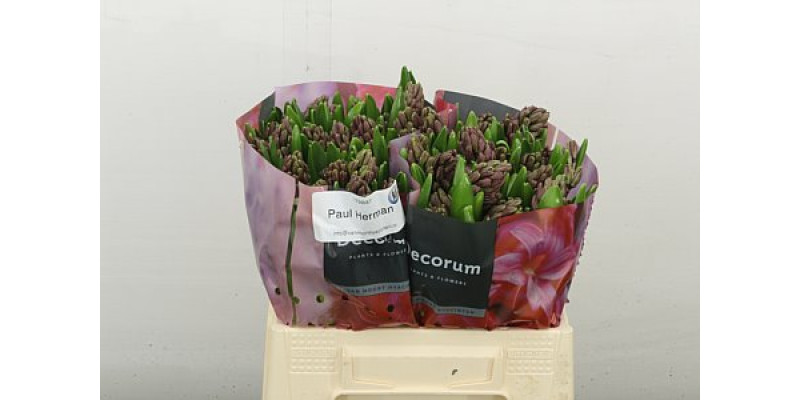 Hyacynthus Paul Hermann 30 cm A1