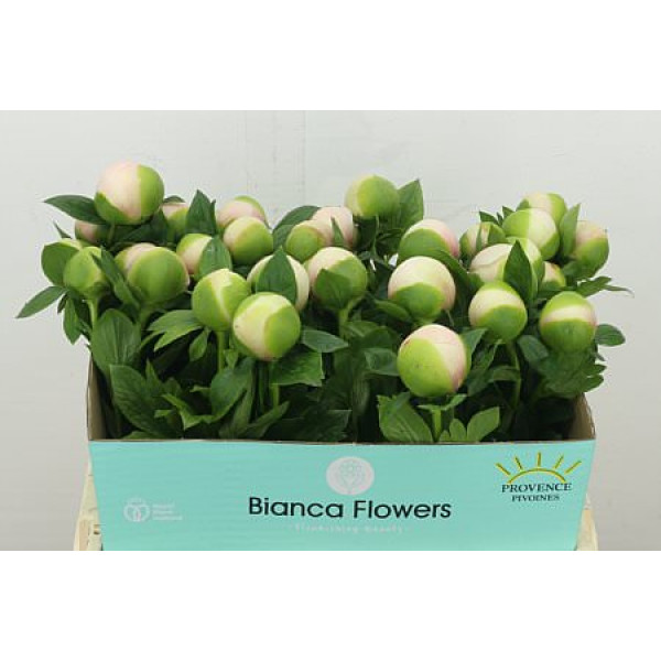 Peonies Col Owen Cousin 55 cm  A1