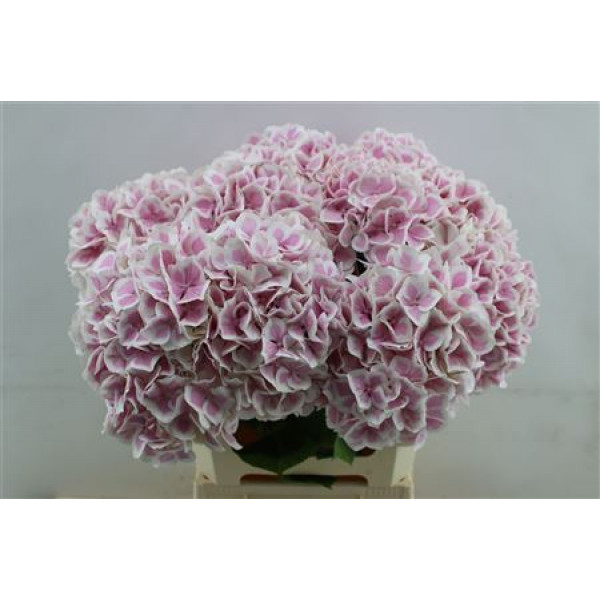 Hydrangea M Old Dutch 60cm 60cm A1