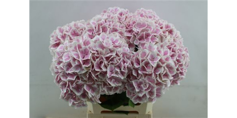 Hydrangea M Old Dutch 60cm 60cm A1