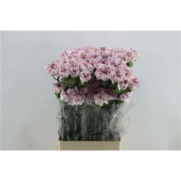 Dianthus St Yukari 65cm A1