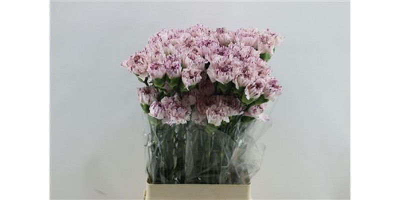 Dianthus St Yukari 65cm A1