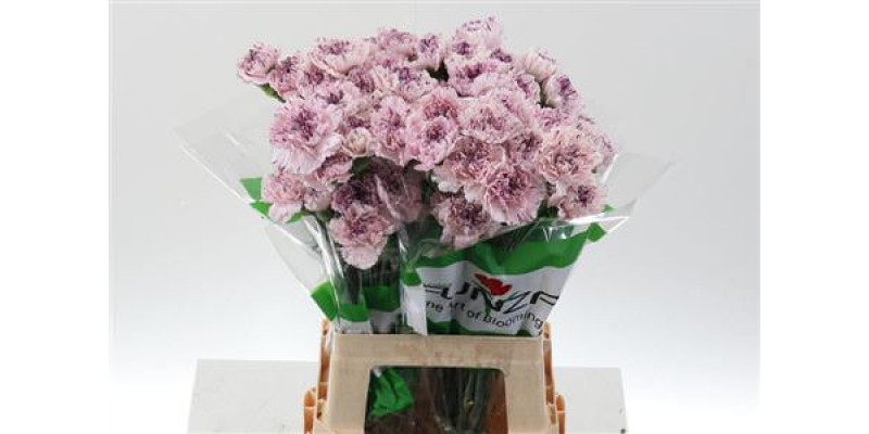 Dianthus St Yukari 70cm A1