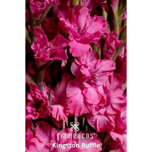 Gladioly Gr Fl Kingst Ruffl 110 cm A1