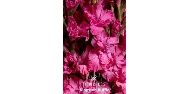 Gladioly Gr Fl Kingst Ruffl 110 cm A1