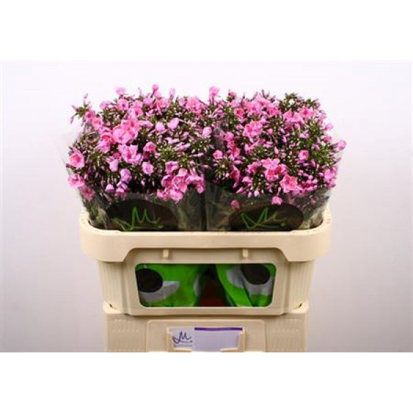 Phlox P Pink Eyes 70cm A1