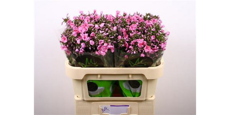 Phlox P Pink Eyes 70cm A1