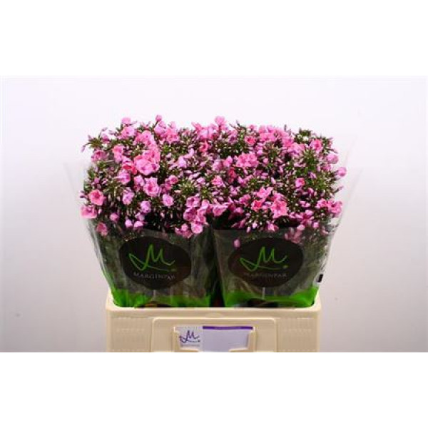 Phlox P Pink Eyes 60cm A1