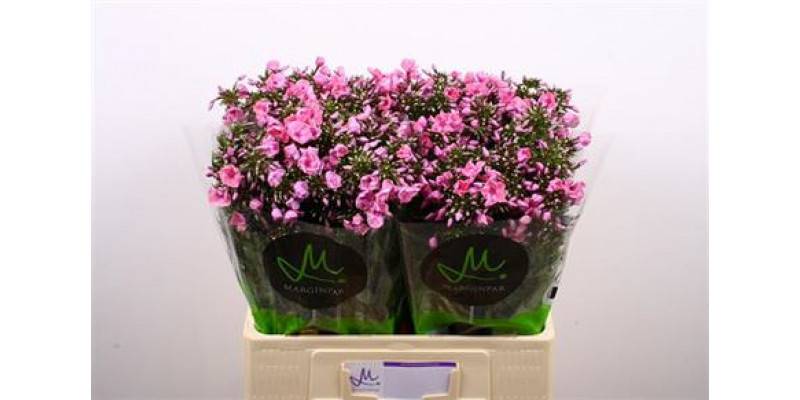 Phlox P Pink Eyes 60cm A1